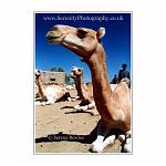 An aloof camel, kneeling in a camel market, Egypt